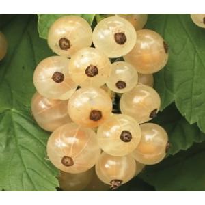 Aalbes Wit Ribes Rubrum White Pearl 75 cm klimplant