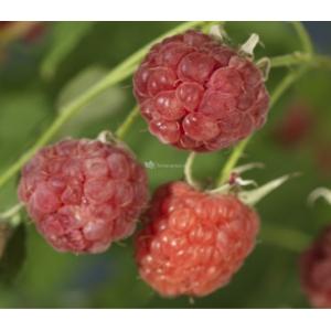 Framboos Rubus Malling Promise M 75 cm klimplant