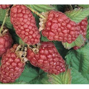 Frambraam Loganbes Rubus Loganberry 75 cm klimplant