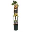 Gele Framboos Rubus Idaeus Fallgold L 120 cm klimplant