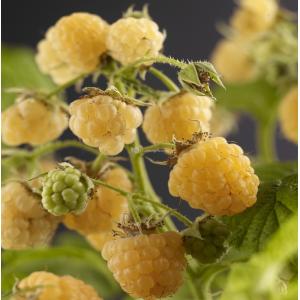 Gele Framboos Rubus Idaeus Fallgold M 75 cm klimplant