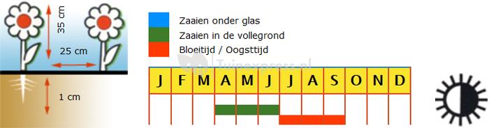 Lage dubbele bloemzaden – Oost-Indische Kers Jewel Mix