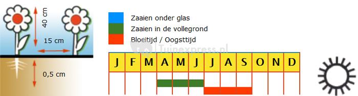 Lijnzaad bloemzaden – Linum bright eyes