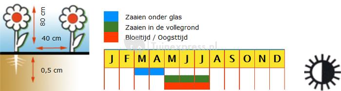 Marietteklokje dubbelbloemig bloemzaden - Campanula Mix