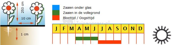 Ouderwetse welriekende siererwt bloemzaden – Reukerwt Dorothy Eckford 1903