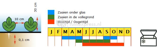 Kervel biologische zaden - Massa